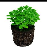 驱蚊一抹香盆栽属猪旺财植物碰碰香花卉室内外阳台办公室桌面多肉 不带盆一抹香 一件