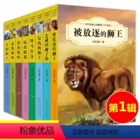 第1辑共8册 [正版]沈石溪动物小说全套全集8册中外动物小说精品 小学生课外阅读书籍 被放逐的狮王 34-5-6三四