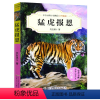 猛虎报恩 [正版]沈石溪系列画本中外动物小说大王经典品藏书系列后一头战象斑羚飞渡第七条猎狗红奶羊白象家族小学生四五六年级