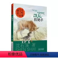 红奶羊 [正版]沈石溪系列画本中外动物小说大王经典品藏书系列后一头战象斑羚飞渡第七条猎狗红奶羊白象家族小学生四五六年级老