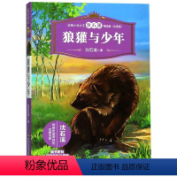 狼獾与少年 [正版]动物小说大王沈石溪精品集 注音版全套4册 狼獾与少年 虎女蒲公英智取双熊 6-12岁 文学动物小说故