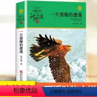 一只猎雕的遭遇 [正版]狼王梦沈石溪动物小说单本原着完整版儿童文学浙江少年儿童出版社7-9-11周岁小学生一年级二年级四