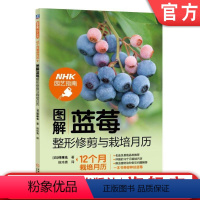 [正版]机工社 图解蓝莓修剪与栽培月历 伴琢也 维护技术 种植技巧 NHK园艺指南 彩色印刷书籍