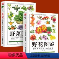 [正版]铜版纸全2册野菜图鉴+野花图鉴常见花卉园林植物识别图鉴野外野菜识别速查图鉴植物特性药学图鉴植物花草识别图解食疗