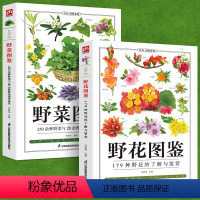 [正版]铜版纸全2册野菜图鉴+野花图鉴常见花卉园林植物识别图鉴野外野菜识别速查图鉴植物特性药学图鉴植物花草识别图解食疗