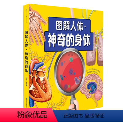 图解人体•神奇的身体 [正版]图解人体•神奇的身体