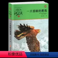 一只猎雕的遭遇 [正版]一只猎雕的遭遇/动物小说大王沈石溪品藏书系 适合四五六年级儿童的课外启发读物教辅 少儿文学小说故