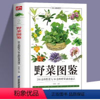 [正版]书籍野菜图鉴野外识别速查图鉴 生物科学 生活百科书籍 植物花草识别图解书籍 植物特性药学图鉴 中医草药材识别图