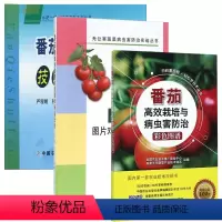 [正版]番茄高效栽培与病虫害防治彩色图谱+番茄疑难杂症图片对照诊断与处方(第3版)+番茄水肥一体化技术图解 全3册农业