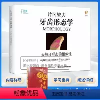 [正版]片冈繁夫牙齿形态学 片冈繁夫 天然牙形态的相似性 汤学华 自然牙形态学口腔医学专业书籍 江苏凤凰科学技术出版社