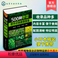 [正版]500种野菜野外识别速查图鉴 野菜识别特征实用方法 中医草药材识别图大全 生活常识中草药有毒植物识别图集 自然