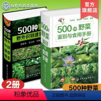 [正版]2册 500种野菜鉴别与食用手册 500种野菜野外识别速查图鉴 野菜野外植物鉴别图鉴手册 野菜识别食用方法高清