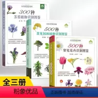 [正版]3册 500种常见花卉+500种常见园林植物+300种芳香植物识别图鉴 家庭种花养花鉴赏图鉴认识常见花草植物花