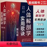 [正版]人体解剖学实用歌诀 第五版 曹乃洛 人体穴位分布图谱 人体器官解剖临床医学书 人体构造结构书籍
