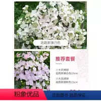 [ 新娘套餐]逃跑新娘粉色15+逃跑新娘白色 15 含盆 [正版]绣球花苗大花盆栽花卉无尽夏万华镜阳台花园植物鲜花种