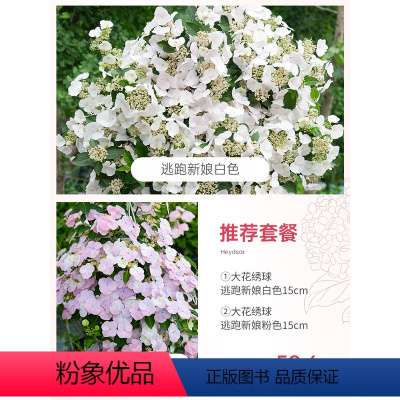 [ 新娘套餐]逃跑新娘粉色15+逃跑新娘白色 15 含盆 [正版]绣球花苗大花盆栽花卉无尽夏万华镜阳台花园植物鲜花种