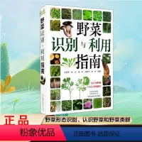 [正版]野菜识别与利用指南 常见野菜野果指南野菜野外识别速查图鉴植物分类生长习性 食用方法野果识别与利用指南书籍