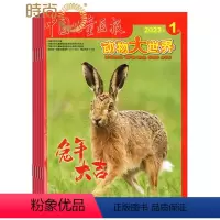 [正版]动物大世界2024年7月起订全年杂志订阅新刊 1年共12期 中国少年儿童出版社小学生课外阅读书籍