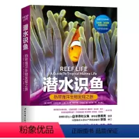 [正版]潜水识鱼 热带海洋生物发现之旅 微博科普达人李昂杜父鱼 张辰亮权威 潜水鱼书姊妹篇 北京科学技术