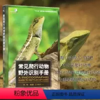[正版]常见爬行动物野外识别手册 爬行动物知识书 两栖动物科普百科 生物世界的形态特征 少儿探秘野外动物世界大百科普图