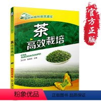 [正版]书籍 茶高效栽培 茶叶树栽培种植技术大全 科学种植茶叶树 茶园茶树病虫害防治 茶园土壤及水肥管理 茶树修剪剪枝