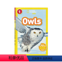 [正版]进口英文原版绘本 National Geographic Kids Readers: Owls 猫头鹰 国家地