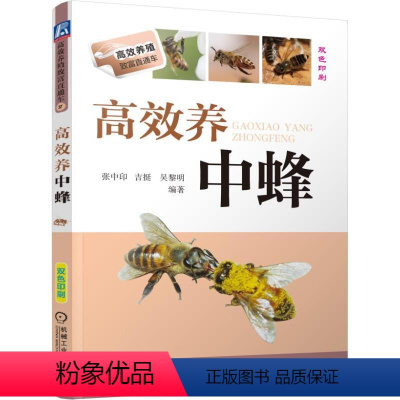 [正版]高效养中蜂双色印刷养蜂书籍大全技术蜜蜂中蜂养殖书养蜂养蜜蜂技术教程指南良种繁殖蜂病防治技术生活习性繁殖期产卵