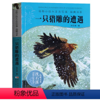 [正版] 一只猎雕的遭遇 动物小说大王沈石溪品藏书系 中国儿童读物材料儿童文学书籍7-8-9-10-11-12-14岁