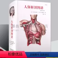 [正版]人体解剖图谱-汉英法拉对照 J.M.布尔热里著高清解剖学图谱作品西方医学基础医学人体解剖学人体艺用解剖图鉴中英