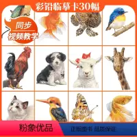 [正版]彩铅临摹卡动物篇2022一线美誉步骤对应美术绘画卡片兴趣高清原创