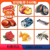 [正版]彩铅临摹卡综合篇2022一线美誉步骤对应美术绘画卡片兴趣高清原创