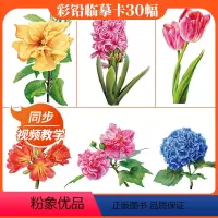 [正版]彩铅临摹卡花卉篇2022一线美誉步骤对应美术绘画卡片兴趣高清原创