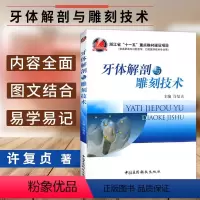 [正版]书籍 牙体解剖与雕刻技术 许复贞 著作 口腔科学书籍 口腔书籍 牙体解刨系列书籍 口腔医学类专业书籍 中国医药