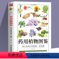 [正版]药用植物图鉴中草药野外识别图鉴 中草药书入门医学书籍 本草纲目医学自学书籍中草药大全常用中药养生功效药方健康中