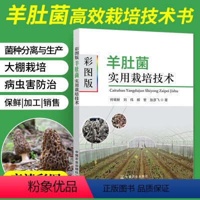 [正版]彩图版羊肚菌实用栽培技术 羊肚菌栽培种植新技术书大棚高效食用菌磨姑菌种农业种植实用书籍资料知识大全农作物高产病