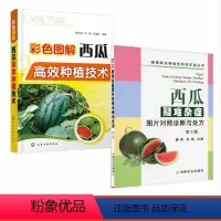 [正版]全2册西瓜疑难杂症图片对照诊断与处方第2版+彩色图解西瓜高效种植技术病虫害及其防治书籍 专业科技农业基础科学菜