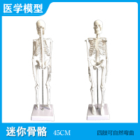 45cm骨骼模型 头骨可打开 质量上乘 85cm 170cm人体人的骨骼骨架模型教学骷髅架子模型全身