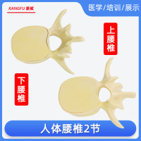 2节腰椎[不带红色椎间盘] 颜色随机 腰椎放大腰椎间盘受压演示模型人体脊柱脊椎骨病理演示关节医学用