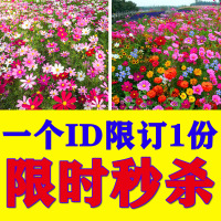 四季野花+波斯菊各1000粒共2包 +肥料/限1份 野花组合花种子四季播种开花格桑花花籽矢车菊花种籽子太阳花种孑