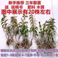 三年苗10株 试手体验装 可食用铁皮石斛苗一斤三年大木桩多年生盆栽雁荡山石斛鲜条绿植花