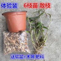 散株 6株 送 软盆+植料 肥料 铁皮石斛苗盆栽花卉绿植石斛枫斗种苗可食用吊兰大苗