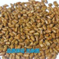 决明子[5斤] 10斤装生决明子玩具沙宝宝游乐场玩沙子批量发决明子枕头芯散装