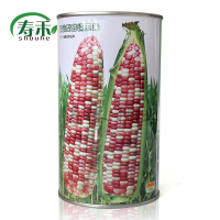 50g试种装[分装] 甜糯玉米种籽 彩糯206粘玉米种子甜糯四季大果穗高产孑高产量香
