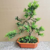 小罗汉松整体高35左右 塑料盆 含盆 大型罗汉松园艺盆景树桩盆栽植物庭院罗汉松绿植台湾金钻迎客松