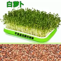 J72-白杆萝卜苗种子[送肥料] 裸根不带土 散装萝卜苗种子土水培芽苗菜萝卜菜种子阳台种菜土培盆栽豆芽机