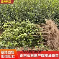 高产嫁接油茶杯苗10-30公分50棵 油茶苗长林高产嫁接油茶树苗山茶油树苗茶子苗杂交茶树苗白花大果