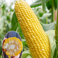 寿禾苏科甜1506玉米 40g/袋 嘉华 早熟超甜水果玉米种籽甜种子苗粘菜种高产孑特大甜糯黑糯秧苗大全