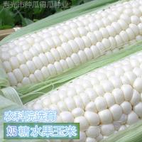 50克(1包) 奶糖水果玉米种子 香甜无渣农科院玉米种籽 大田玉米籽蔬菜种子苗