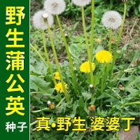 蒲公英种子约6000粒(婆婆丁) 食用野菜种子蒲公英种子灰灰菜马齿苋芝麻菜荠菜面条菜薄荷蔬菜籽