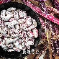 塔莎定制种子蔓越莓豆10粒 塔莎的花园 玉米豆类水果奶油荷兰豆四季种阳台庭院种植可留种子